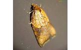 Acleris fuscotogata