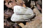 Acleris logiana