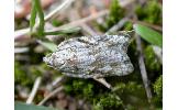 Acleris ulmicola