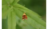 Acleris Acleris