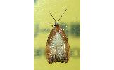 Acleris enitescens