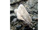 Acleris hispidana