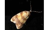 Acleris leechi