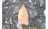 Acleris platynotana