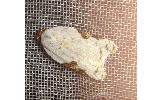 Acleris takeuchii