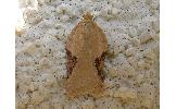 Acleris Acleris