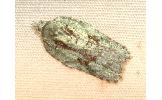 Acleris Acleris