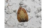 Acleris enitescens