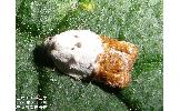 Acleris japonica