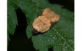 Acleris takeuchii