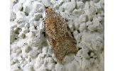 Acleris Acleris