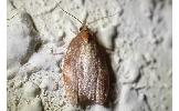 Acleris enitescens