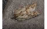 Acleris hispidana