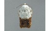 Acleris japonica