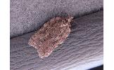 Acleris sp.