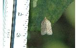 Acleris Acleris