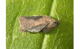 Acleris uniformis