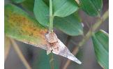 Neocalyptis Neocalyptis