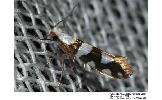 Argyresthia brockeella