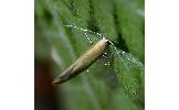 Argyresthia subrimosa