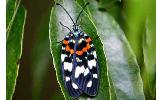 Erasmia Erasmia